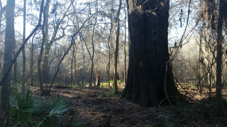 IMG_20160211_162729.jpg image